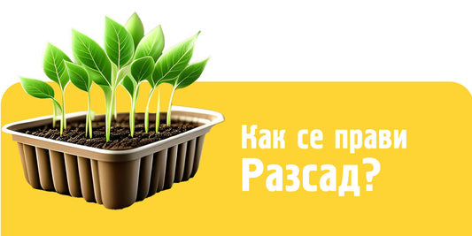 Разсад на бял фон