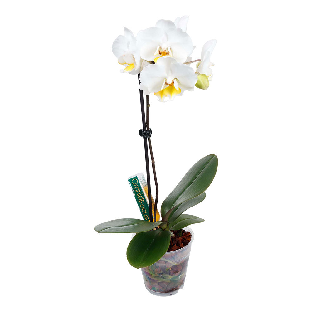 White orchid with a drip feeder applied to the substrate. On white background.