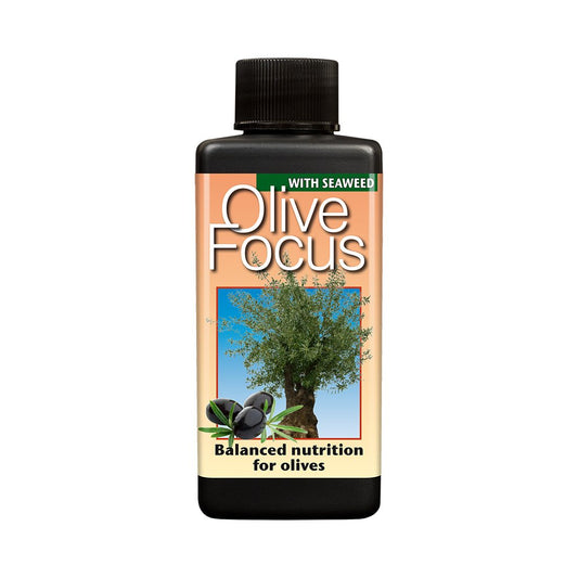 Olive Focus