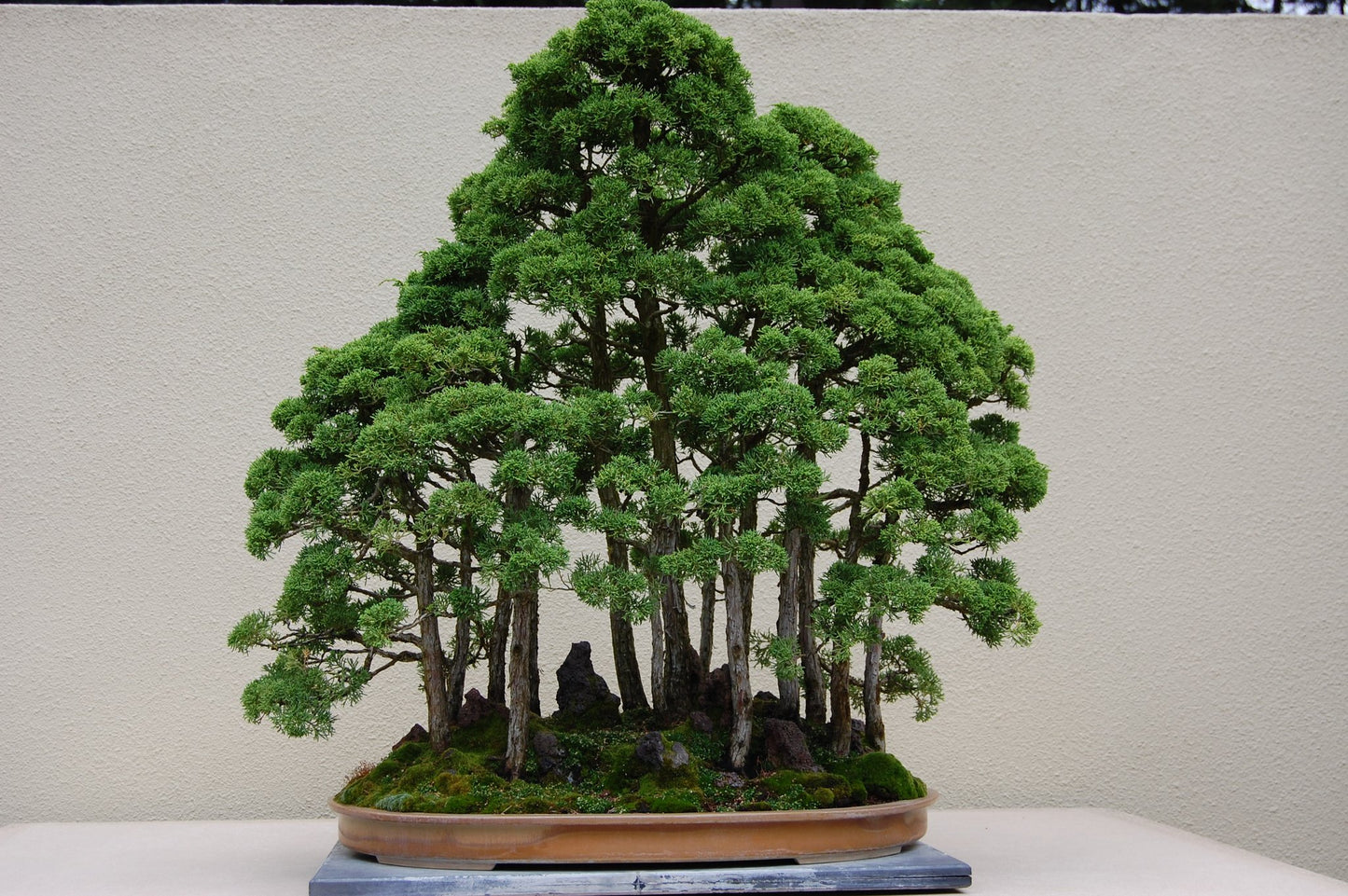 Growth Technology Bonsai Focus - Тор за Бонзай