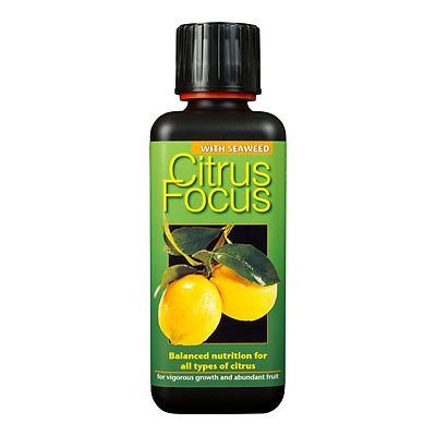 Citrus Focus