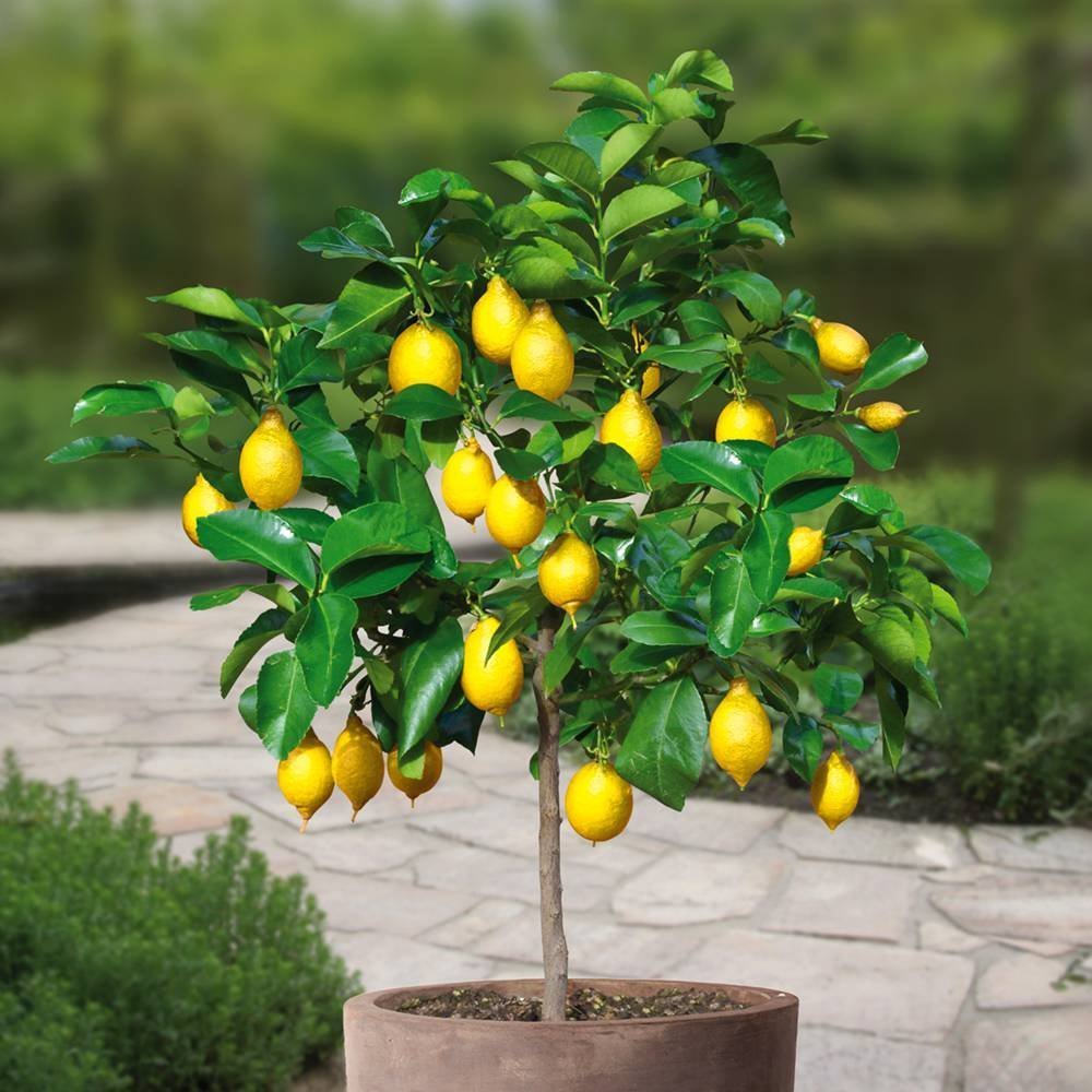 Citrus Focus