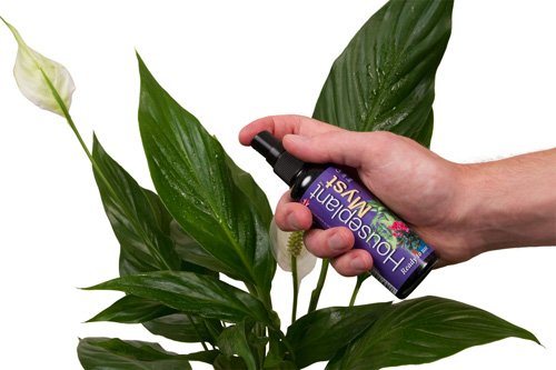 Houseplant Myst