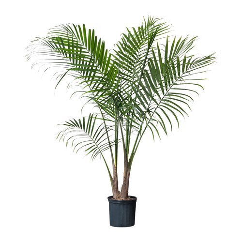 Palm Focus