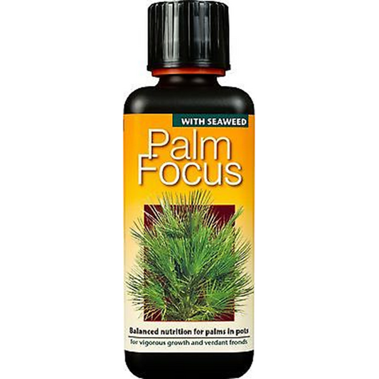 Palm Focus