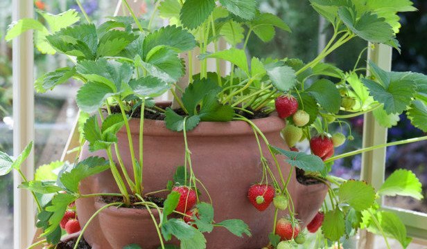 Strawberry Focus