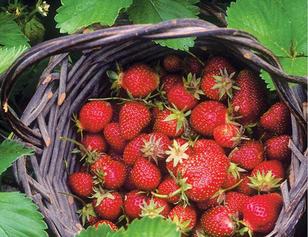 Strawberry Focus