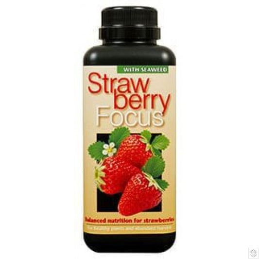 Strawberry Focus