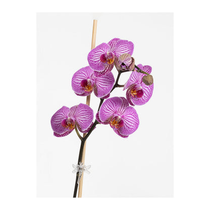 Dragonfly Clips Growth Technology Orchid Clips