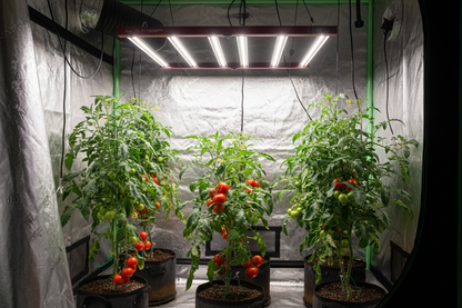 Solux Aura Pro 720W 3.0 µmol/J