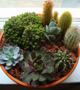 Cactus Focus