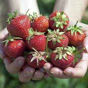 Strawberry Focus